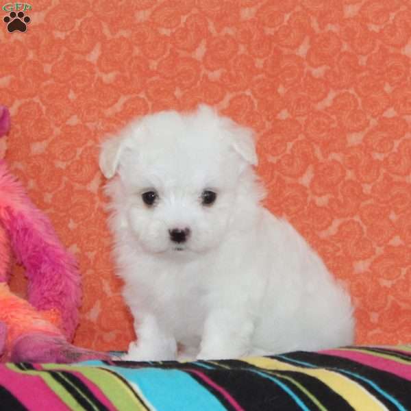 Austin, Maltipoo Puppy